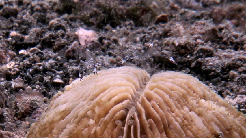 strange underwater creatures 2 5 clips lembeh strait indonesia