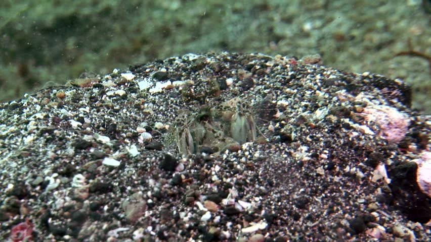strange underwater creatures 6 5 clips lembeh strait indonesia