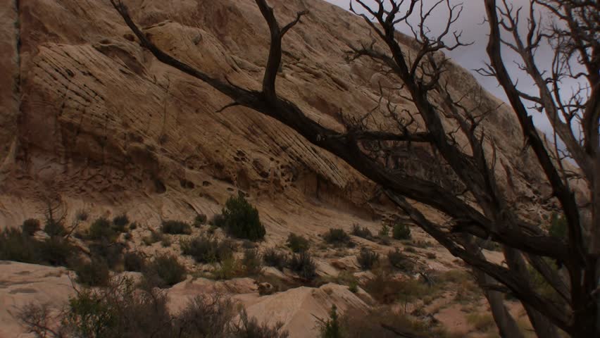 Dead juniper tree in desert canyon, pan PAST, medium shot.