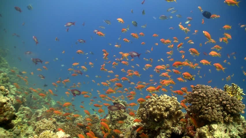Colorful Fish on Vibrant Coral Reef, static scene, Red sea