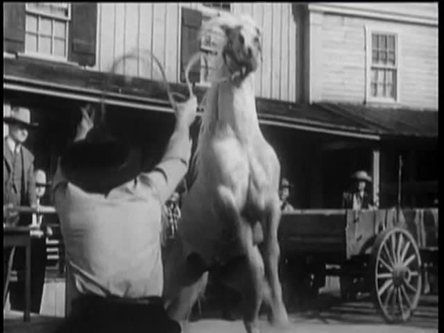 Animal trainer holding reins of rearing horse