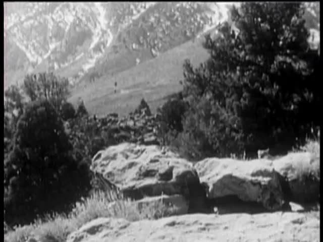 Cougar walking on rock in national park and growling