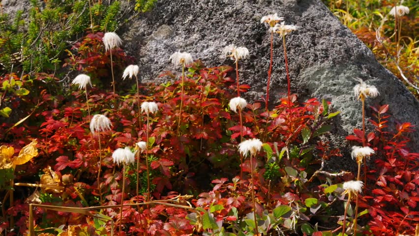Header of Aleutian Avens