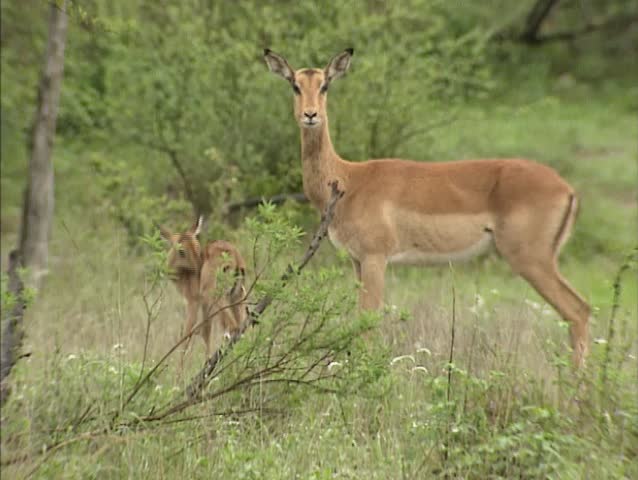 Impala ewe with fawn (Aepyceros melampus) . This is the most common antelope of the bushfield regions of South-east Africa.