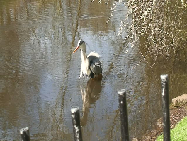 Heron flies off from a lake. 16-9 anamorphic widescreen 1080i