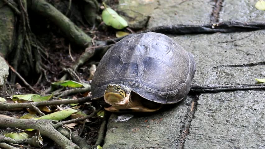 Turtles hide/ Turtle hide the head and running