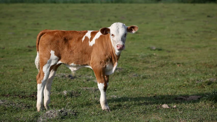 Calf on a beautiful green lawn.