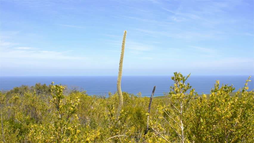 Australian native plants, including a grasstree (Balga) on Cape Naturaliste, overlooking the Indian Ocean.