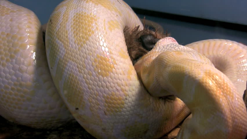 burmese python squeezes and smothers rabbit