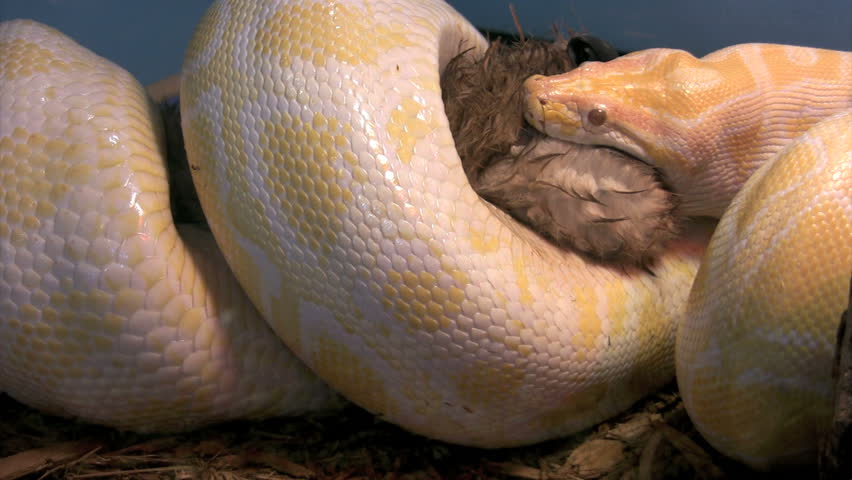 burmese python suffocates rabbit