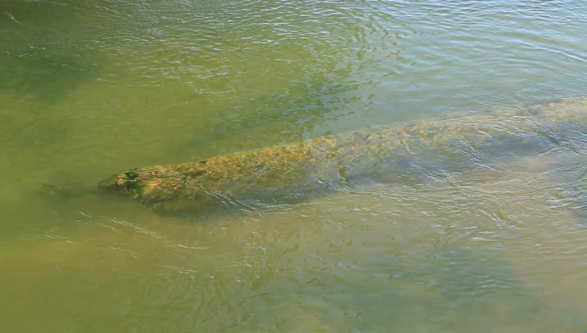 Water flowing over timber submerge in a river