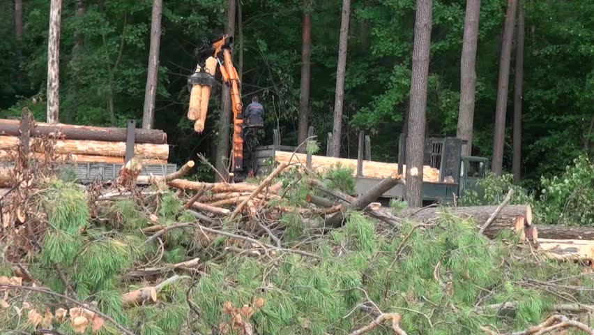 Lumbering tree cutting machine