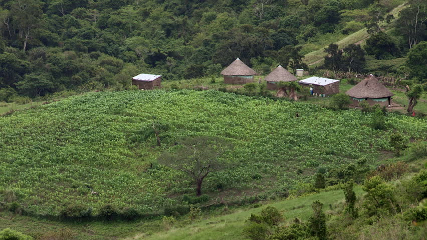 Rural African Xhosa huts, crops surrounded by indigenous forest in the Transkei, South Africa.