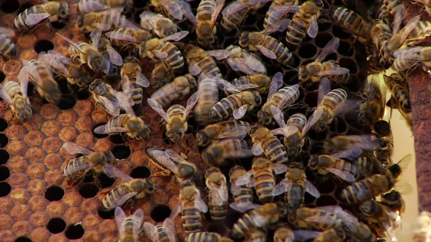 Nature Apiary.Bee-garden.
