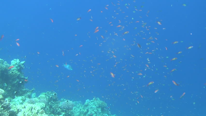 school of fish slow motion 03
