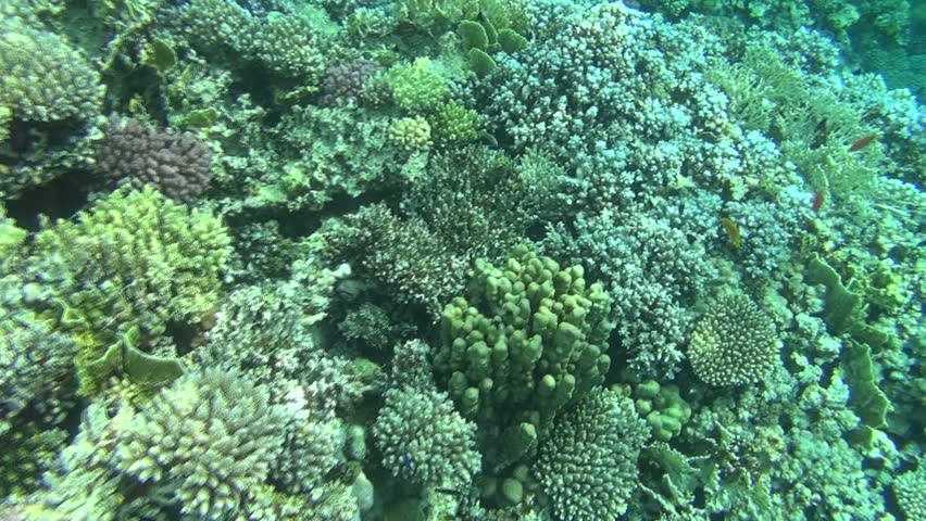 colorful fishes on reef 35