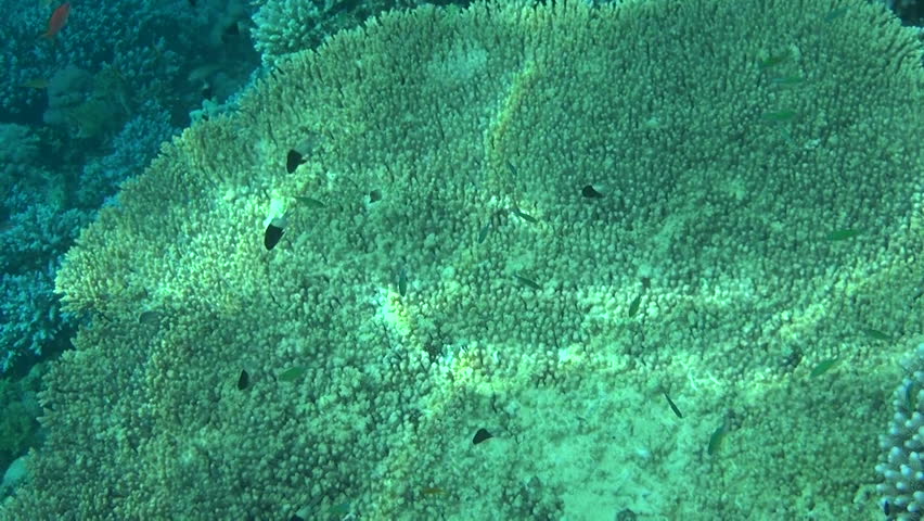 fishes on the reef slow motion
