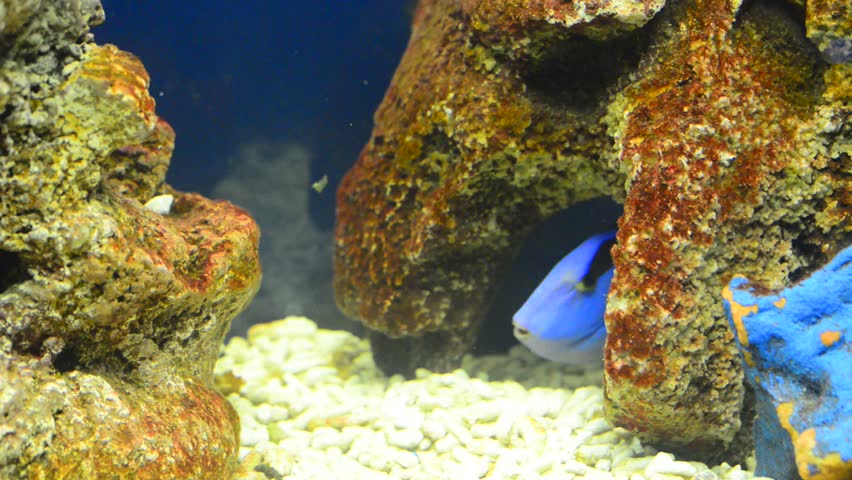 surgeon fish in grotto
