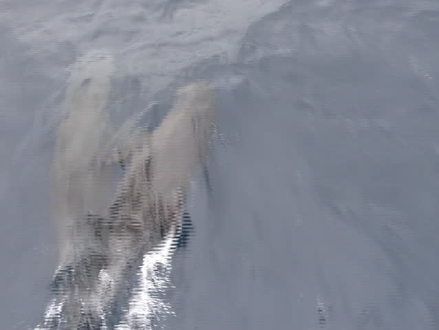 Dolphins follow the boat and jump. Cocos Island, Costa Rica.