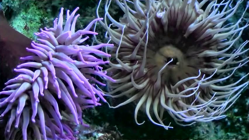 Sea Anemones Waving Their Tentacles 