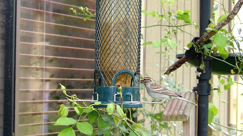 Songbirds on a feeder.