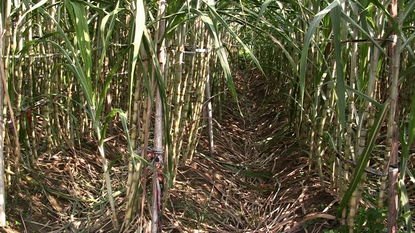 Asian sugar cane field (tilt)