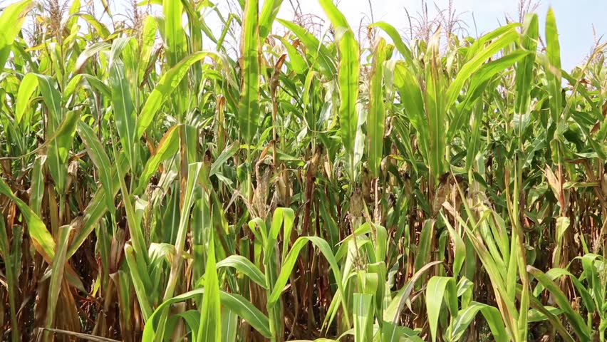 Cornfield