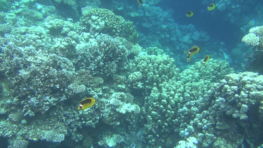 colorful fishes on reef 47
