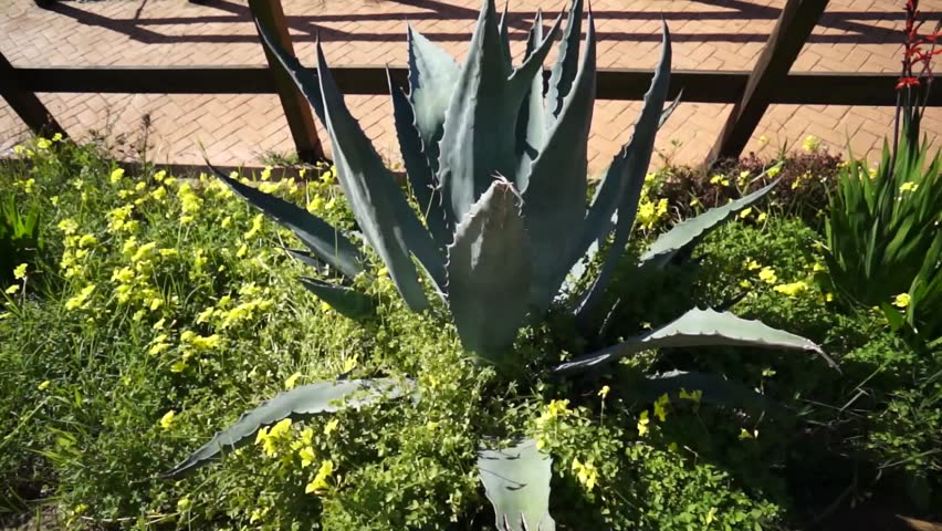 the flowers aloe vera (healing herbs) plant in winter, Park Moret, one of the largest urban parks in Andalusia is a treasure of 72.5 hectares forming the green lung of the city of Huelva, Spain 