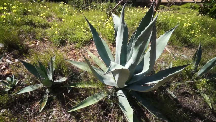the flowers aloe vera (healing herbs) plant in winter, Park Moret, one of the largest urban parks in Andalusia is a treasure of 72.5 hectares forming the green lung of the city of Huelva, Spain 