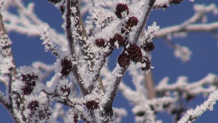 Header of Alnus Incana