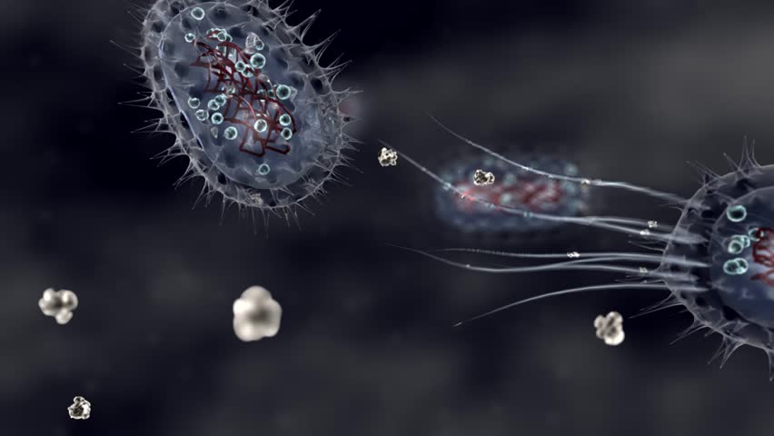 Bacterium