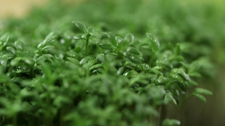 Macro shot of green herbs