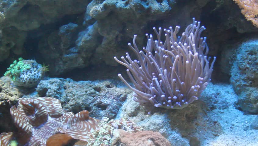 Sea anemone