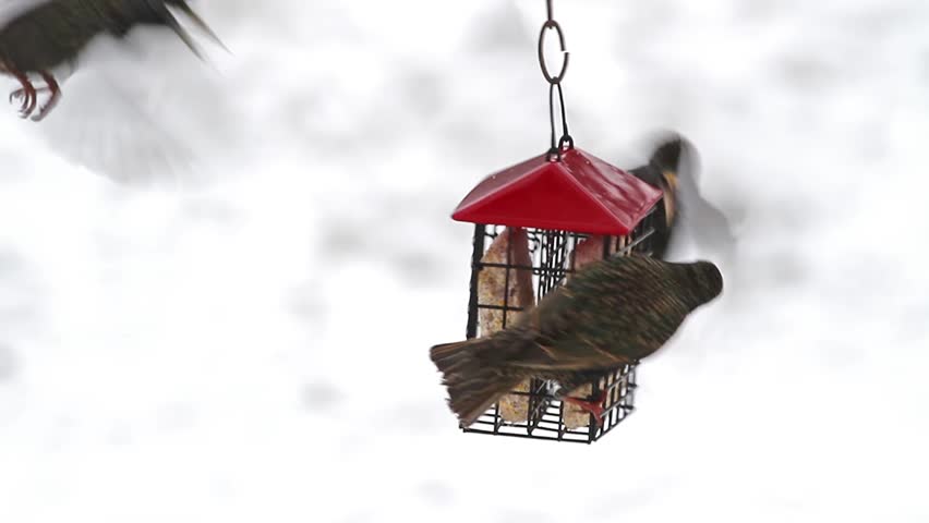 European starlings in a feeding frenzy surrounding a hanging suet feeder with snow in the background. Shot in HD widescreen 1920x1080p.
