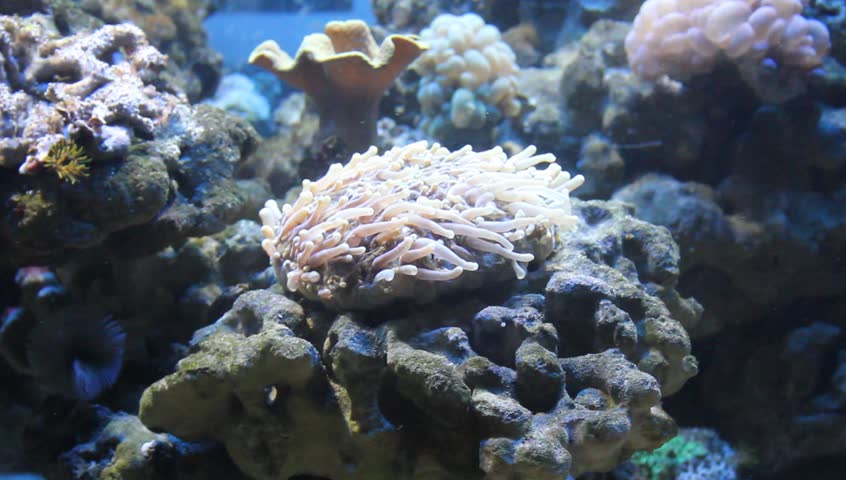 Sea anemone. video
