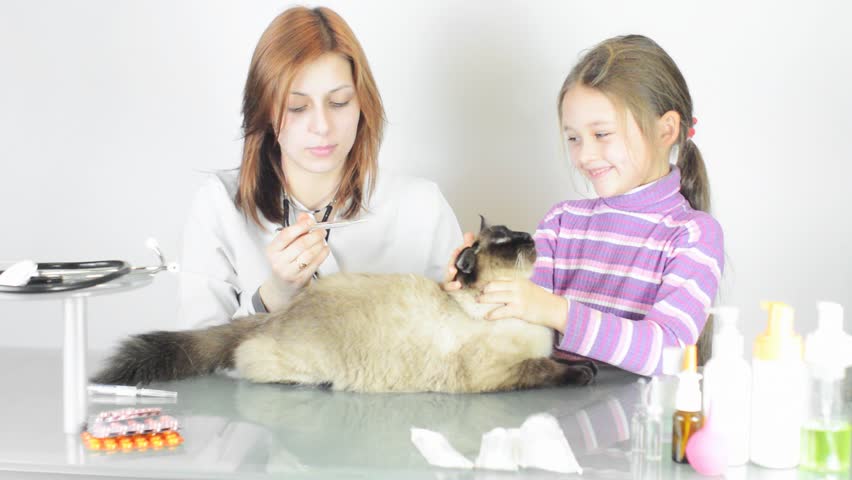 female veterinarian measures the temperature of a cat