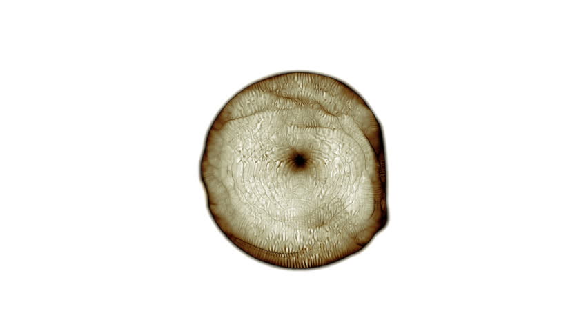 HD - Close-up on a microscopic single cell (Loop).