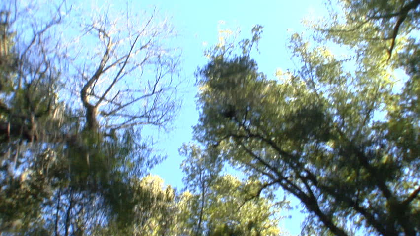 This is a driving shot looking directly up at the trees. It was shot in slow motion so it has a very soft fluid feel.