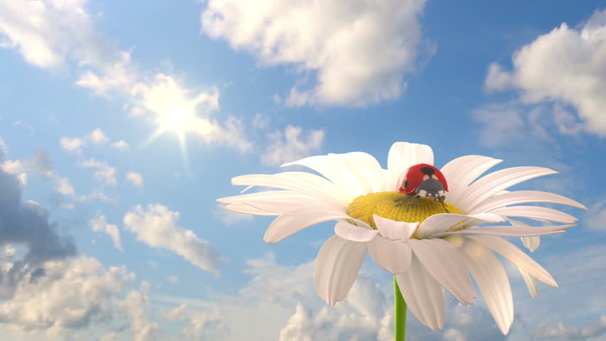 grassy hill with chamomile and ladybird against the background of time-lapse heaven, beautiful 3d animation