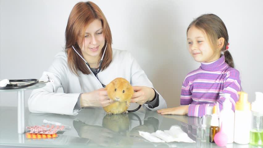 woman veterinarian examines a guinea pig
