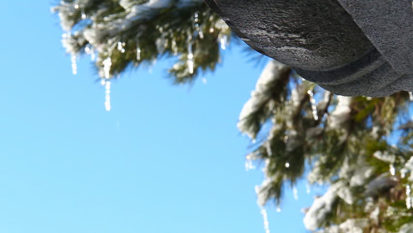 Icicle Pine 2. Icicles hanging off a pine tree after a cold winter blizzard. Some melting and dripping indicating the warmth of spring is approaching.