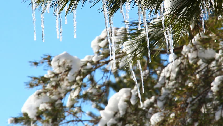 Icicle Pine 1. Icicles hanging off a pine tree after a cold winter blizzard. Some melting and dripping indicating the warmth of spring is approaching.