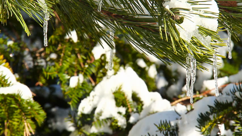 Icicle Pine 4. Icicles hanging off a pine tree after a cold winter blizzard. Some melting and dripping indicating the warmth of spring is approaching.