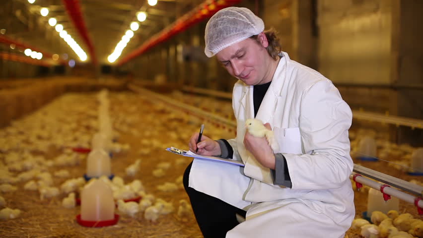 Farmer working on chicken farm, eggs and poultry production