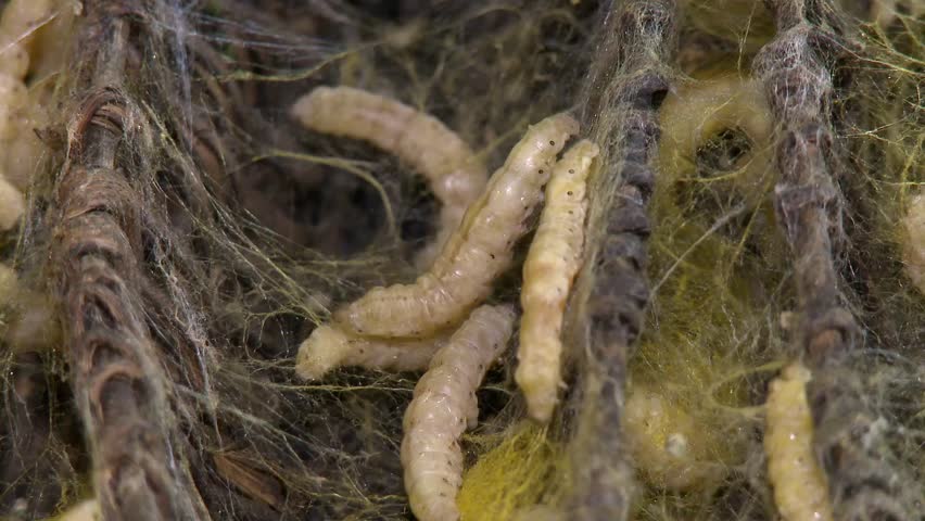 Larvae