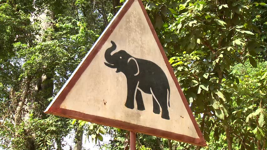 Caution Elephant!
