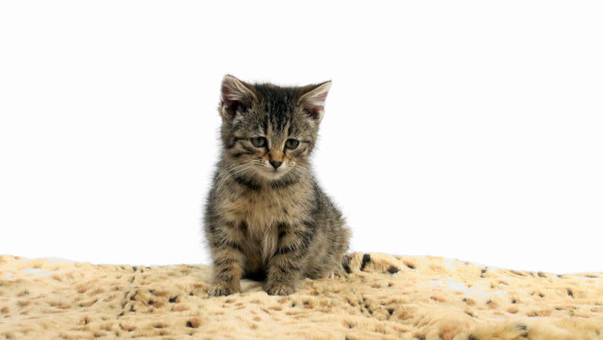 Cute tabby kitten sitting and taking a bath on an animal print blanket on white background