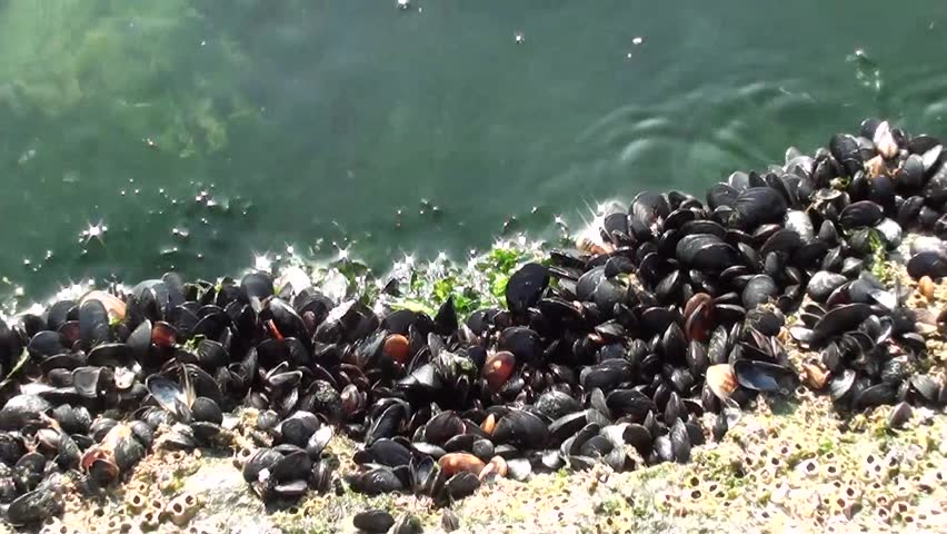 mussels on the rock of the Marmara Sea, zoom out