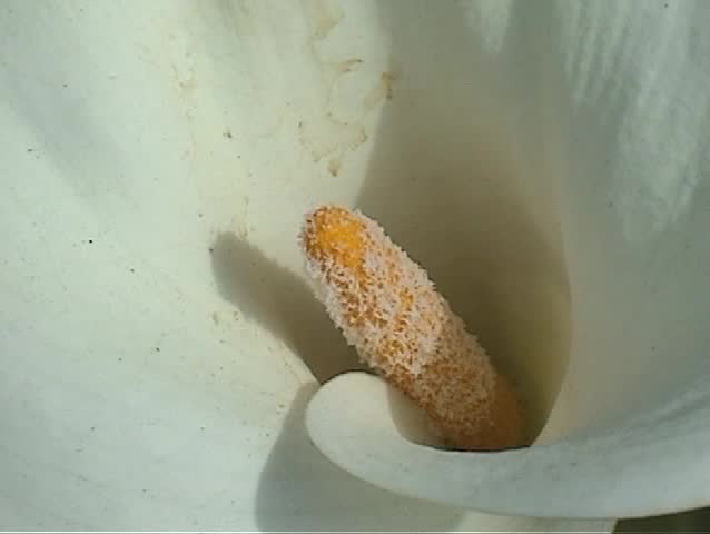 a beautiful callalily flower in my garden with the sounds of wild birds chirping in the background